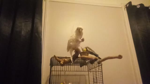 Peanut and Grey