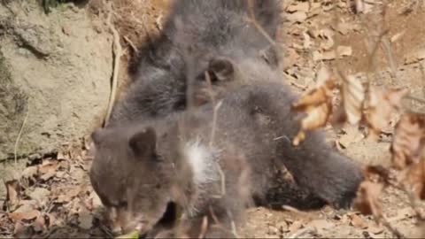 Grizzly Bear Mother Protects Her 3 Tiny Newborns Cubs