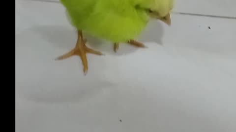 Baby Girl playing with Small chicks