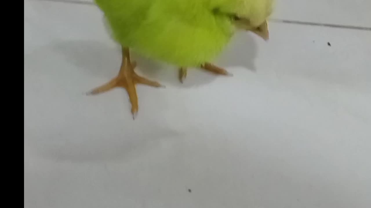 Baby Girl playing with Small chicks