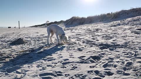 Lucy playing