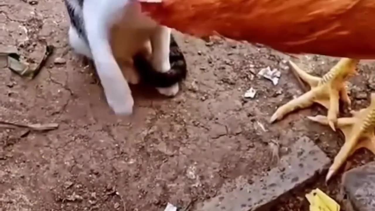 Kucing vs Ayam: Tonton Yang Terjadi Selanjutnya dan Bersiaplah untuk Tertawa di 2023