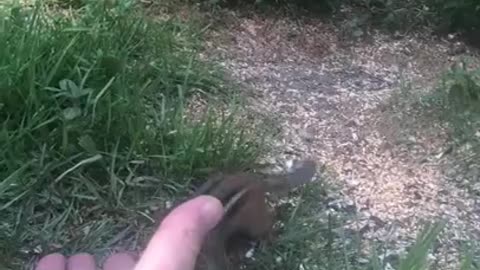 Feeding chipmunk