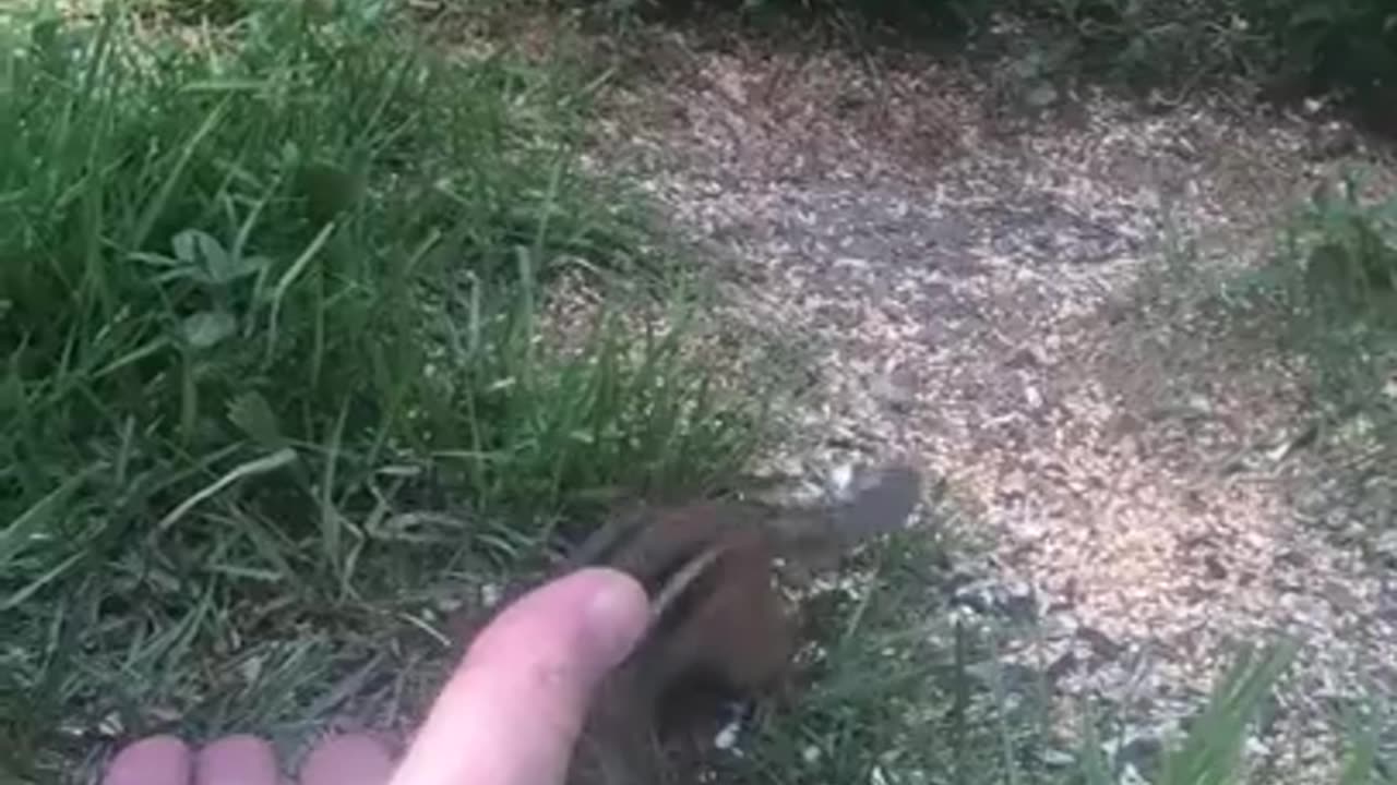 Feeding chipmunk