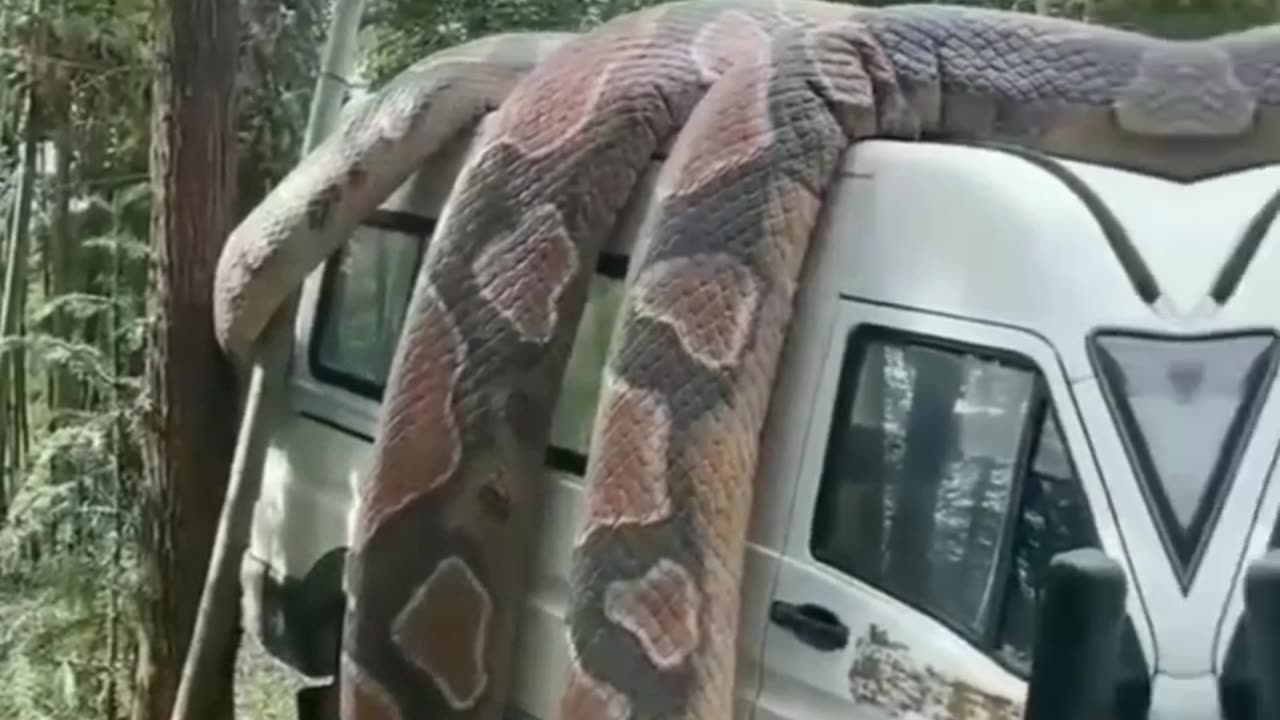 snake story