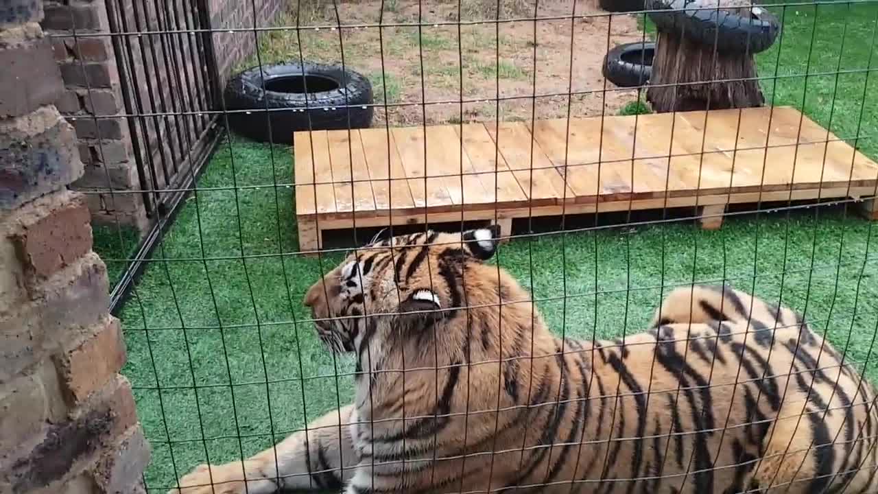 Tigers fight , this is why You don't fight them!