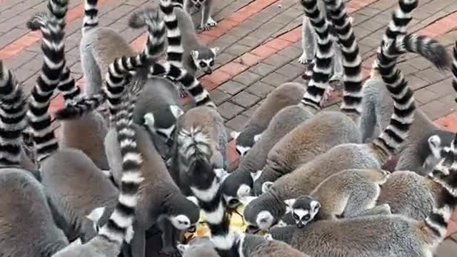 lemurs