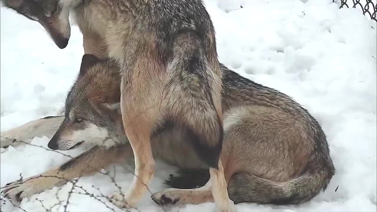 Wolf Sits on Her