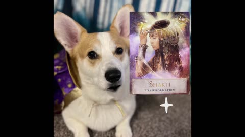 Jasper the Tarot Corgi with Today's Message