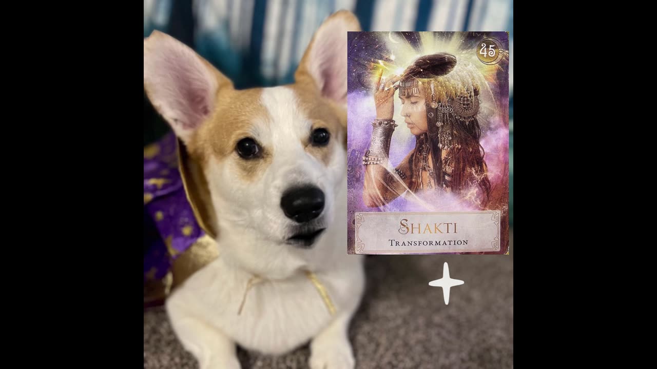 Jasper the Tarot Corgi with Today's Message