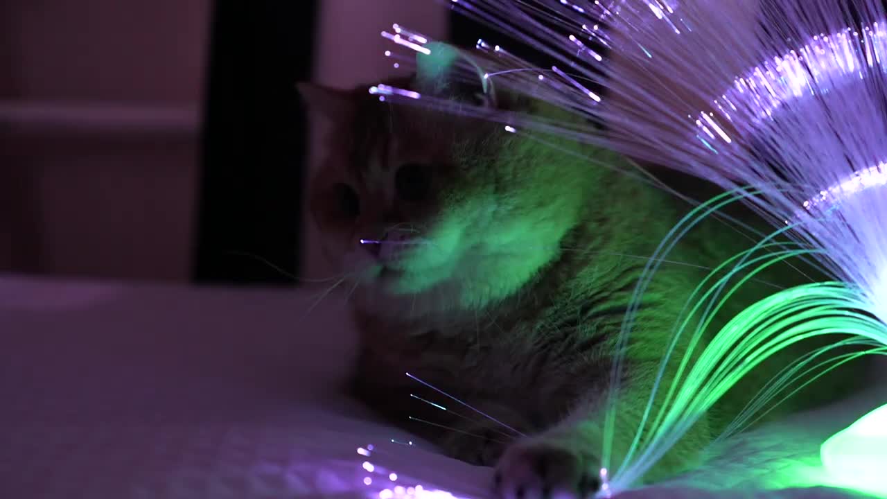 Fireflies