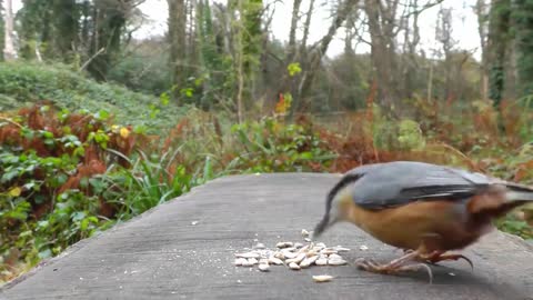 Videos for Cats to Watch - Birds and Squirrel Fun