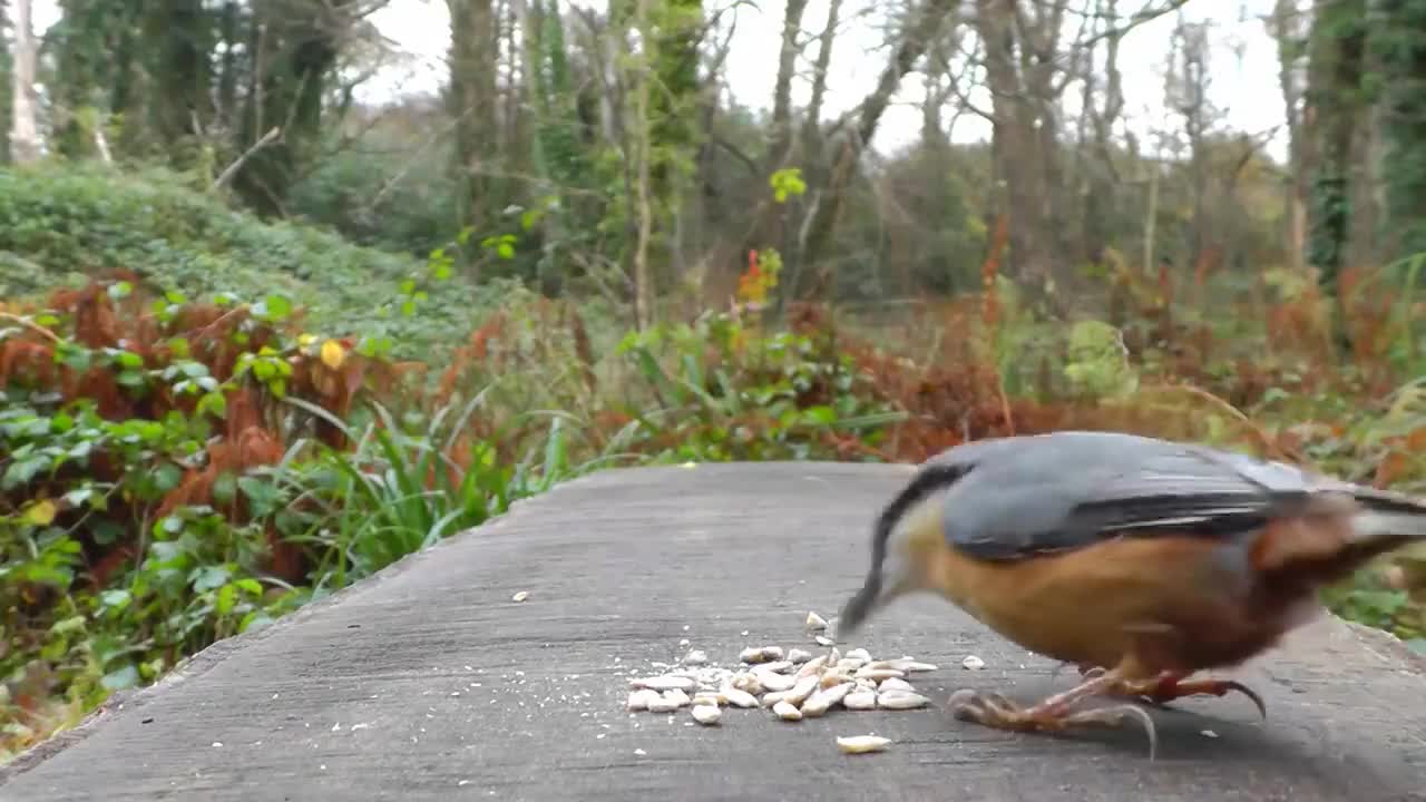Videos for Cats to Watch - Birds and Squirrel Fun