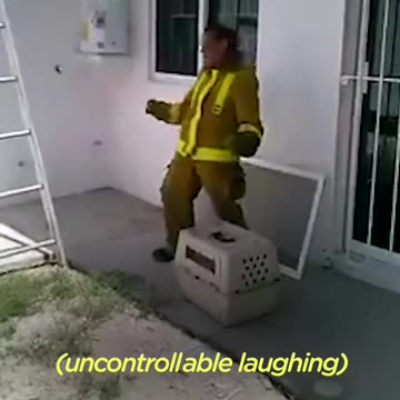 Man Tries To Rescue Cat Doing Parkour | The Dodo