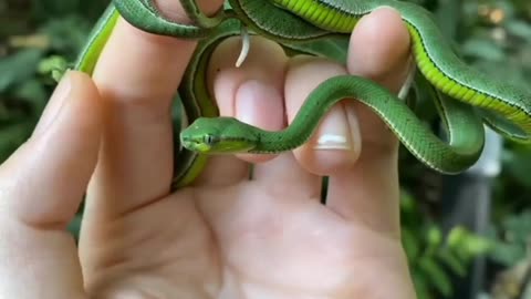 Amazing snake