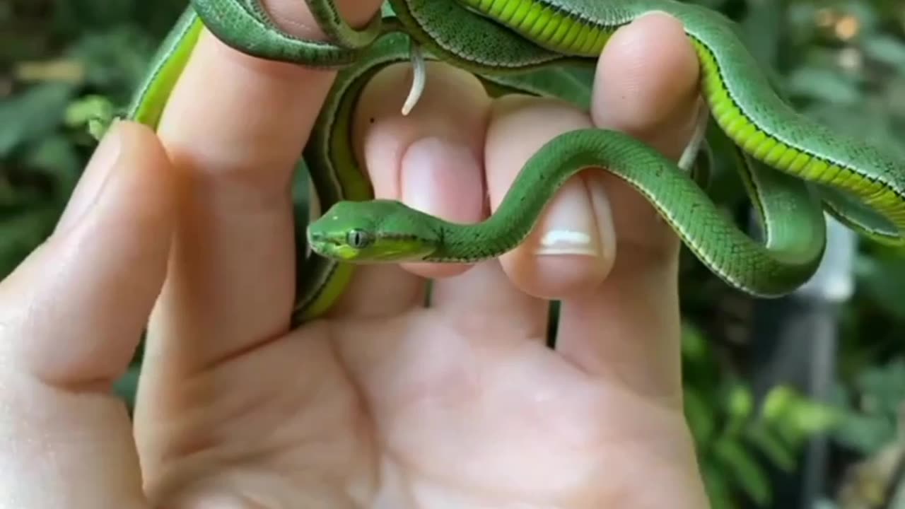 Amazing snake