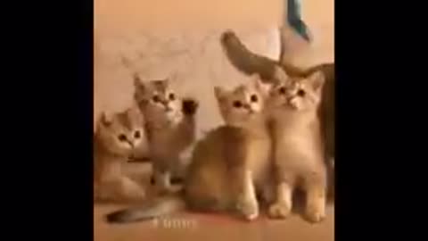 Cute cats