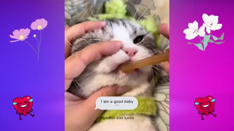 Best Funny Cat Videos