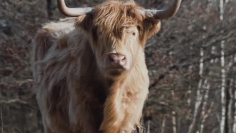 Animal videos