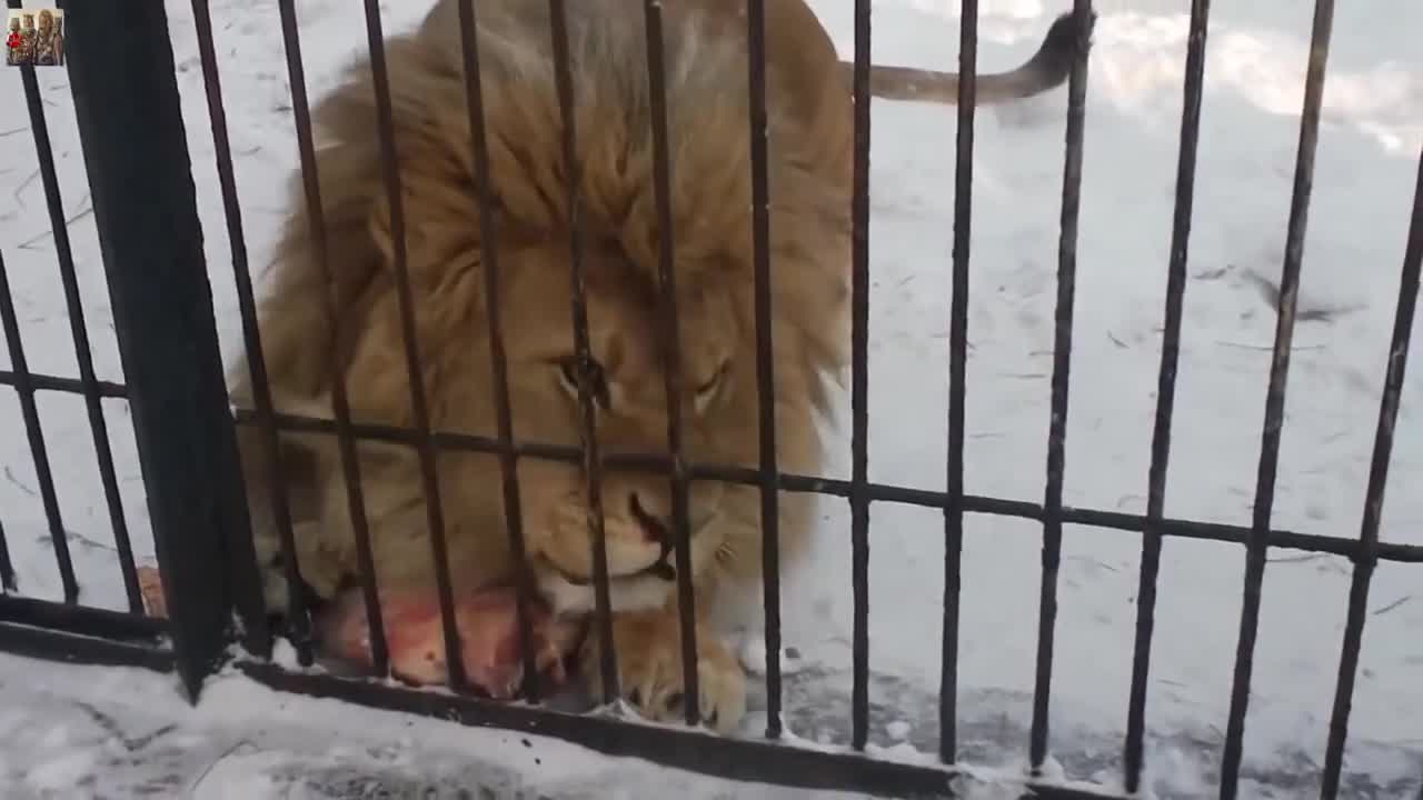 MUST SEE HUGE Brutal Lion eats in the Snow | Insane lion feeding | Lions the King of beasts