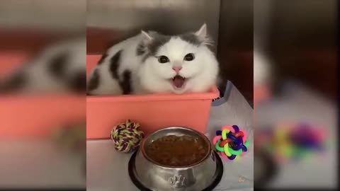 Funny-Cat This cat is angry because his master greeted him