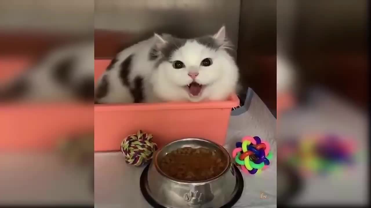 Funny-Cat This cat is angry because his master greeted him