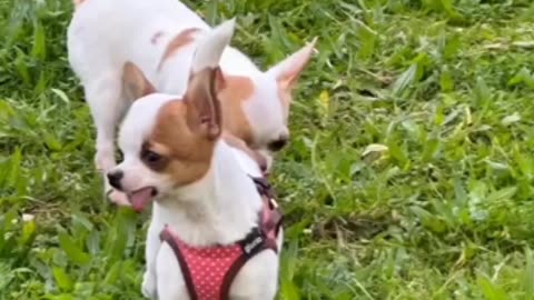 Funniest Dog Running Videos 😁 - Best Funny Animal Videos 2023 😅