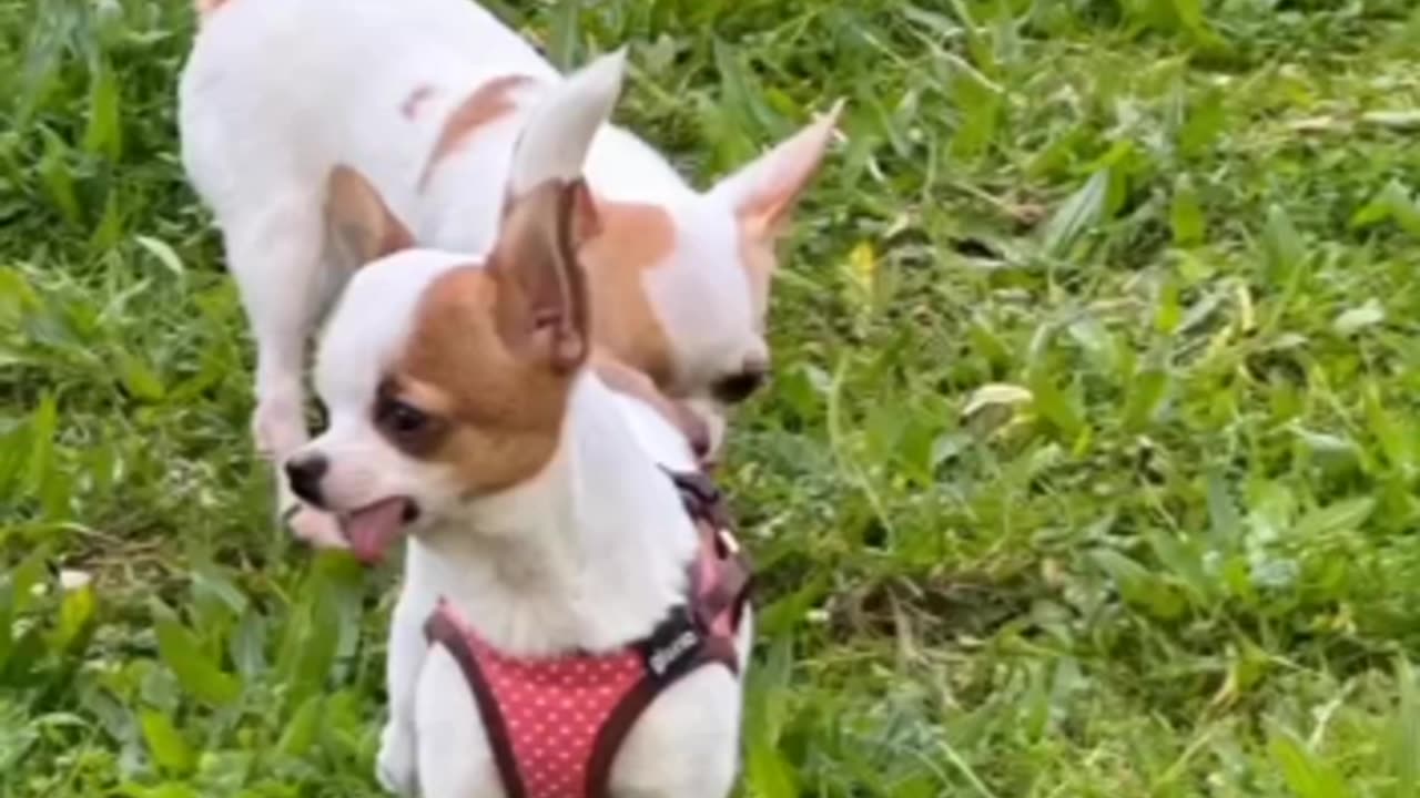 Funniest Dog Running Videos 😁 - Best Funny Animal Videos 2023 😅