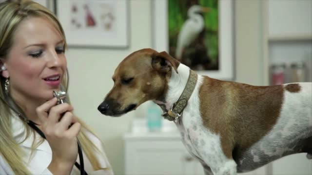 vet playing with dog and starts to check him