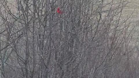 That's what I call a sturdy birdy! Just a few more weary days and then, I'll fly away!