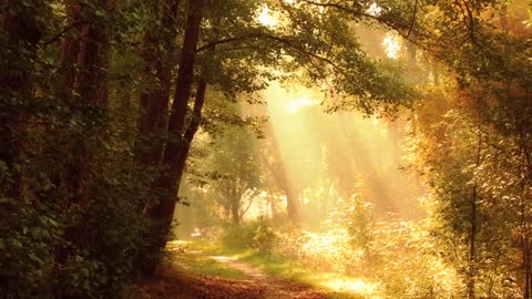 The End of the Forest