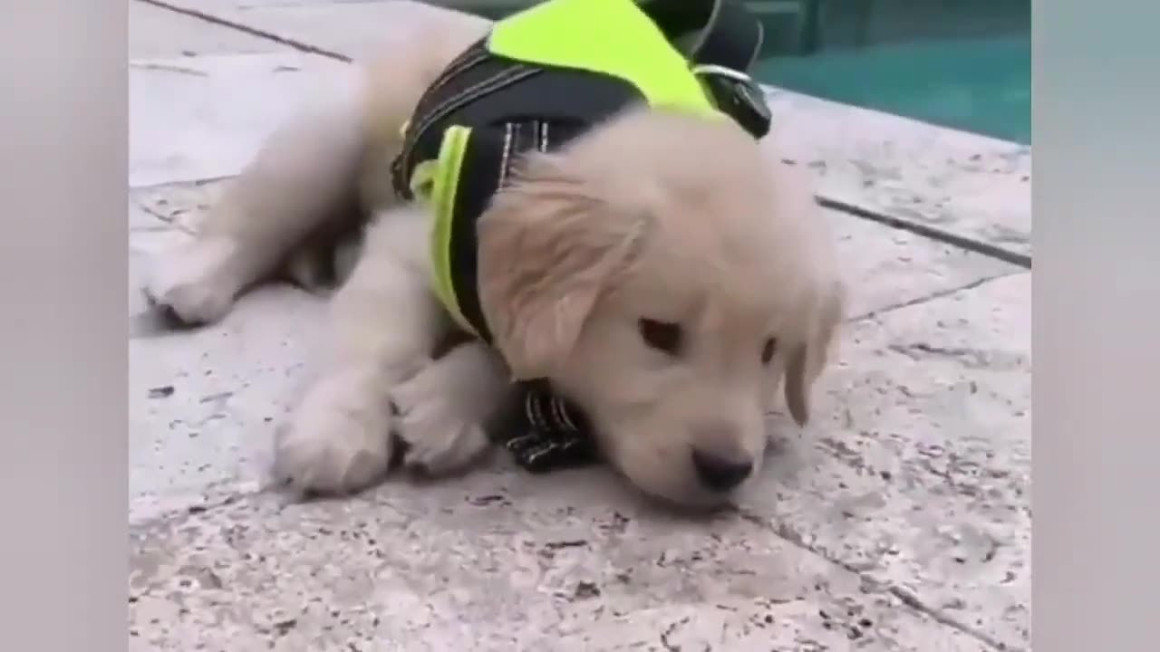 Funny antics of cute dogs and puppies #shorts #viral #shortsvideo #video