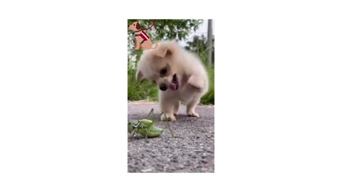 My lave cute and fanny dog's video