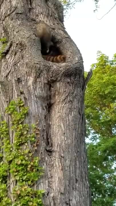 Racoons Up a Tree