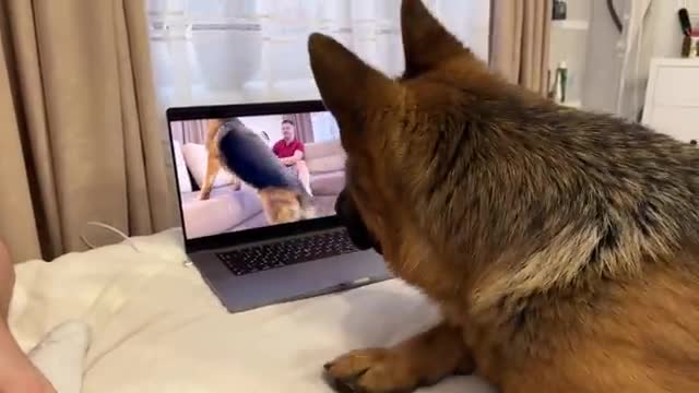 Funny German Shepherd Reacts to himself on Youtube Video