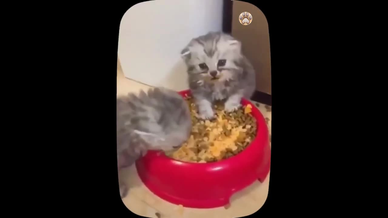 Cute little cat animals 2023 video catvideos _ Part 4