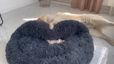 Golden Retriever is doing everything possible to remove the Kitten from his bed!