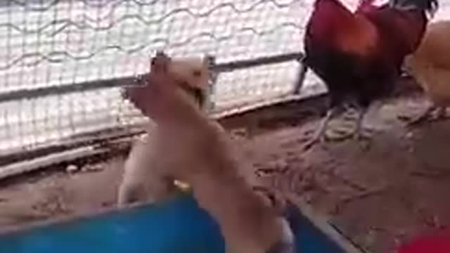 My puppy's every day fighting