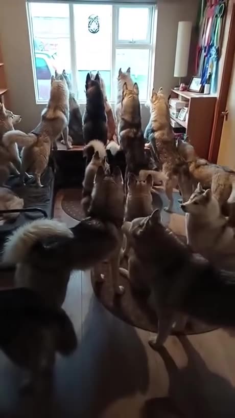 🐶❤️ Can't handle all this cuteness!