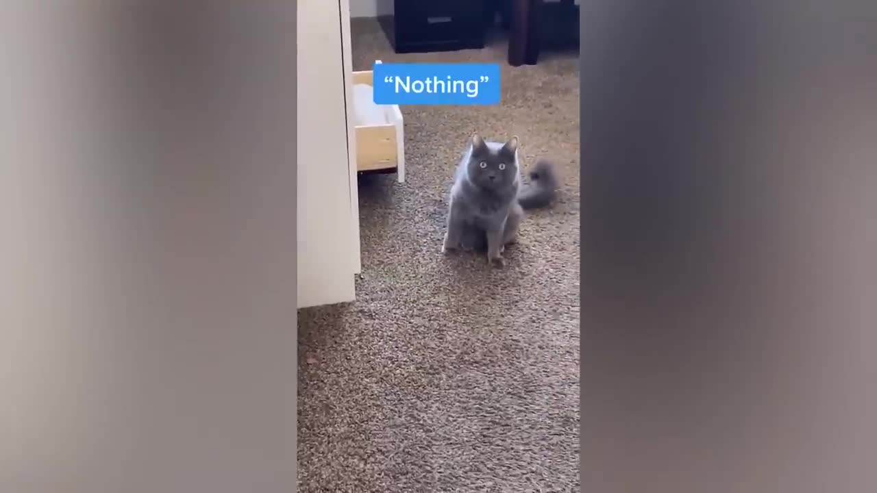 Exotic And Funny Dog Videos Compilation