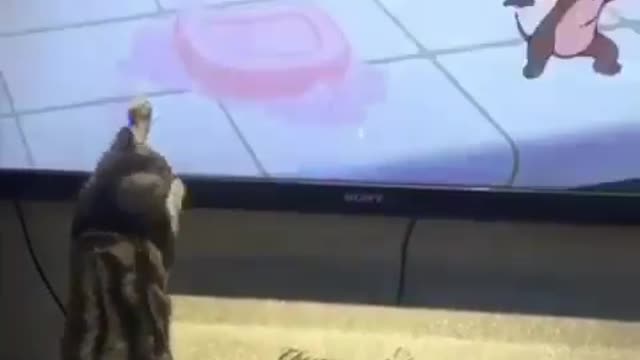 Real life tom 🤣😂 cat wants to catch Jerry on tv 🤣 funny video