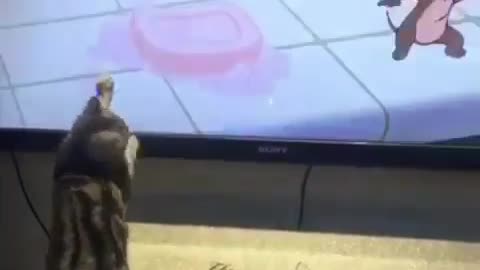Real life tom 🤣😂 cat wants to catch Jerry on tv 🤣 funny video