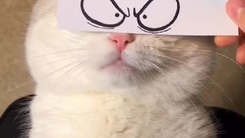 #FunnyCatsOnTikTok #Cats #CatFaces #LOLAnimals #AnimalLovers #FunnyPets #PetsMP4