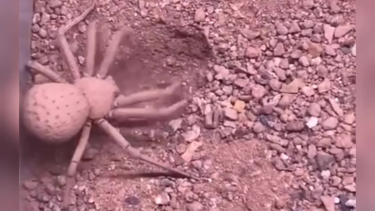 Amazing Spider Behavior: Watch How a Spider Covers Itself for Protection from Enemies