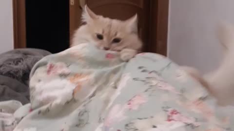 angry cat