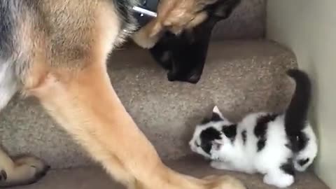 funny cats and dog