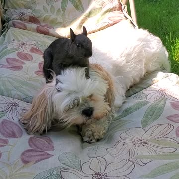 🙀 DOG AND SQUIRREL PLAYING 🐿🐶