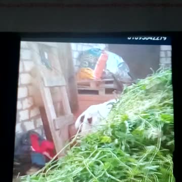 Wow wow very beautiful cow