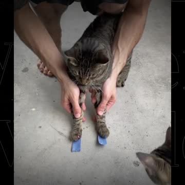 Cat Wondering: What Da Hell Did You Do To Me?