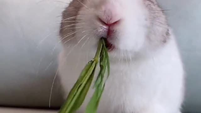 A rabbit who is eating seriously